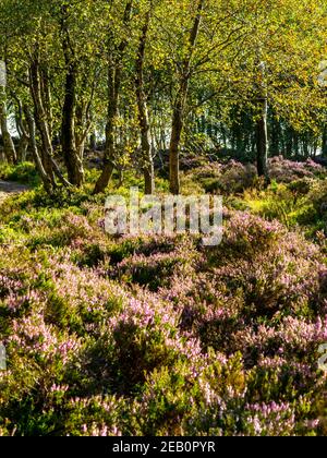 Arbres et bruyère pourpre fin août sur Stanton Moor Près de Bakewell dans le parc national de Peak District Derbyshire Dales Angleterre Royaume-Uni Banque D'Images