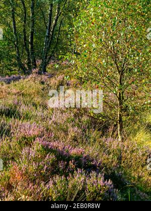 Chiné et arbres à la fin de l'été à Stone Edge an Ancien site de fusion de plomb à Spitewinter près de Chesterfield dans le Derbyshire Peak District Angleterre Royaume-Uni Banque D'Images