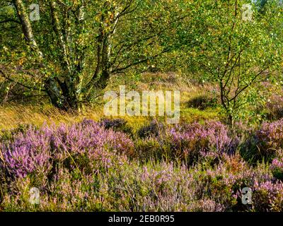 Chiné et arbres à la fin de l'été à Stone Edge an Ancien site de fusion de plomb à Spitewinter près de Chesterfield dans le Derbyshire Peak District Angleterre Royaume-Uni Banque D'Images