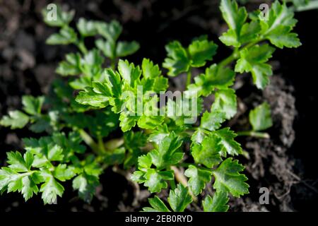 Jeune buisson de persil poussant dans le jardin.Le persil est une plante bisannuelle avec des feuilles aromatiques qui sont soit crus ou plates et utilisées comme une herbe culinaire. Banque D'Images