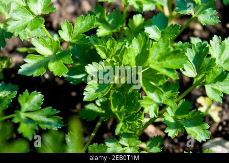 Jeune buisson de persil poussant dans le jardin.Le persil est une plante bisannuelle avec des feuilles aromatiques qui sont soit crus ou plates et utilisées comme une herbe culinaire. Banque D'Images