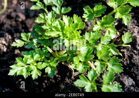 Jeune buisson de persil poussant dans le jardin.Le persil est une plante bisannuelle avec des feuilles aromatiques qui sont soit crus ou plates et utilisées comme une herbe culinaire. Banque D'Images