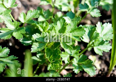 Jeune buisson de persil poussant dans le jardin.Le persil est une plante bisannuelle avec des feuilles aromatiques qui sont soit crus ou plates et utilisées comme une herbe culinaire. Banque D'Images