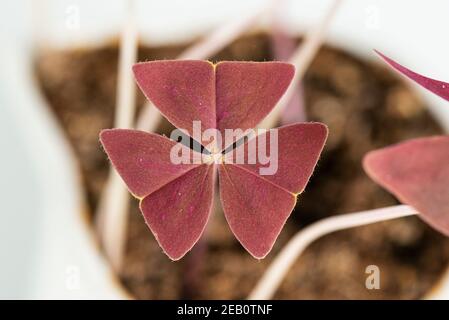 Les feuilles d'un faux shamrock purpeleaf (Oxalis triangularis subsp. Papilionacea) Banque D'Images