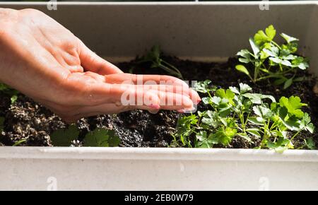 La main de femme arroser jeune plante de persil pour la croissance dans la séquence de germination sur le sol fertile. Concept de semences et de plantation. Banque D'Images