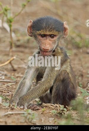 Chacma Baboon (Papio ursinus) juvénile assis sur le sol du PN Kruger, Afrique du Sud Novembre Banque D'Images