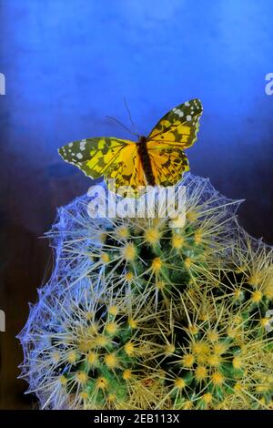 Papillon perching sur le cactus couvert de toile de araignée Banque D'Images