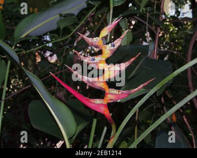 Belle fleur d'Heliconia, parc des chutes d'Iguazu Banque D'Images