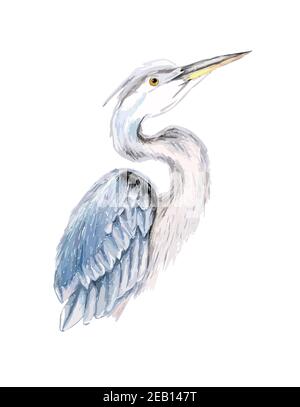 Aquarelle dessinée à la main illustration colorée de héron gris et bleu avec col incurvé et bec orange isolé sur fond blanc. Banque D'Images