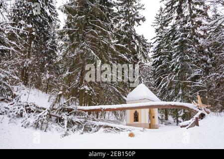 Vieux tronc de pin géant séculaire recouvert de neige tombé sur le sentier après une forte chute de neige dans un parc ou forêt en hiver Banque D'Images