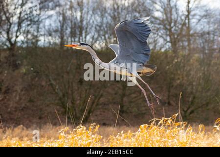 Gray Heron, Ardea cinerea, en vol, Angleterre, Royaume-Uni. Les hérons sont de grands oiseaux à gué souvent vus pêcher dans l'eau et ont des battements d'aigme lents. Banque D'Images
