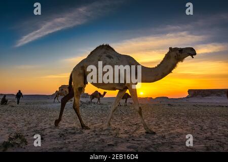 Magnifique coucher de soleil sur le désert près d'Al Salar Arabie Saoudite. Banque D'Images