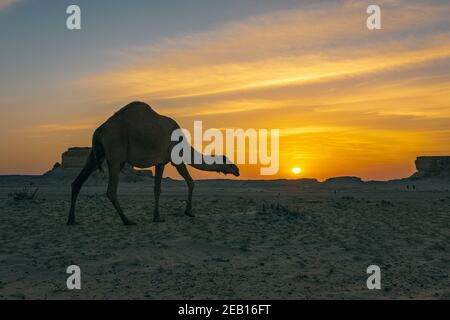 Magnifique coucher de soleil sur le désert près d'Al Salar Arabie Saoudite. Banque D'Images