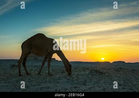 Magnifique coucher de soleil sur le désert près d'Al Salar Arabie Saoudite. Banque D'Images