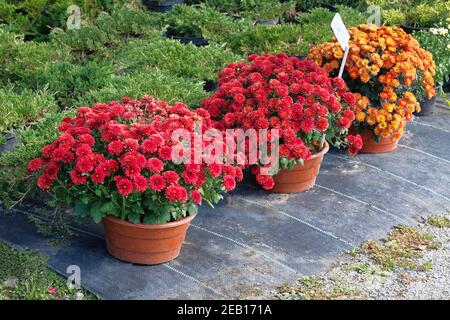 Boutique de jardin avec fleurs. Buissons avec chrysanthèmes rouges et orange dans des pots dans le magasin de jardin. Pépinière de plantes et d'arbres pour le jardinage. Banque D'Images