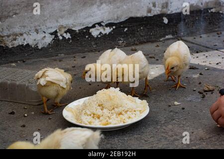 Petit poulet manger et laisser sur le toit Banque D'Images