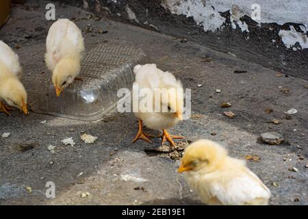Petit poulet manger et laisser sur le toit Banque D'Images
