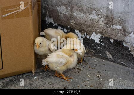Petit poulet manger et laisser sur le toit Banque D'Images