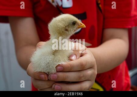 Petit poulet manger et laisser sur le toit Banque D'Images