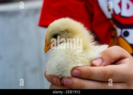 Petit poulet manger et laisser sur le toit Banque D'Images