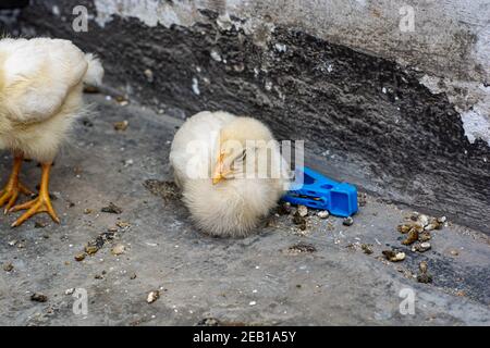 Petit poulet manger et laisser sur le toit Banque D'Images
