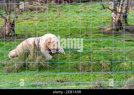 Ours polaire au Highland Wildlife Park Banque D'Images