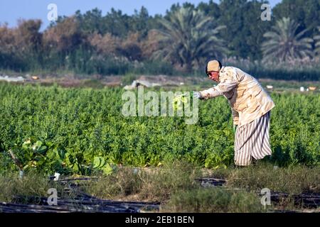 Un ancien saoudien récolte du chou dans son jardin. Dammam, Arabie Saoudite. Banque D'Images