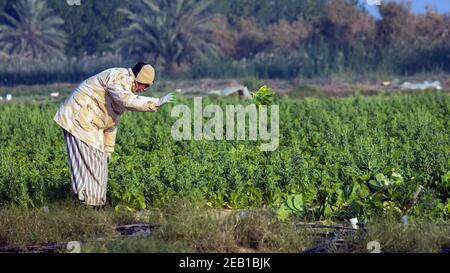 Un ancien saoudien récolte du chou dans son jardin. Dammam, Arabie Saoudite. Banque D'Images