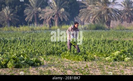 Un ancien saoudien récolte du chou dans son jardin. Dammam, Arabie Saoudite. Banque D'Images