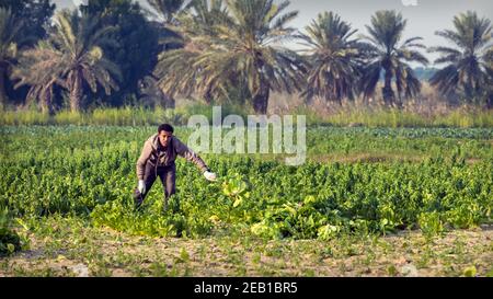 Un ancien saoudien récolte du chou dans son jardin. Dammam, Arabie Saoudite. Banque D'Images