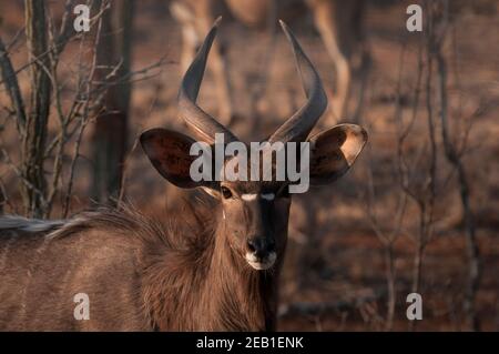 Antilope de Nyala sur un ranch près de Melkrivier, province du Limpopo, Afrique du Sud. Les Nyala sont très prisées par les producteurs de gibier en raison de leur séduction Banque D'Images