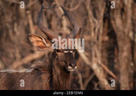 Antilope de Nyala sur un ranch près de Melkrivier, province du Limpopo, Afrique du Sud. Les Nyala sont très prisées par les producteurs de gibier en raison de leur séduction Banque D'Images