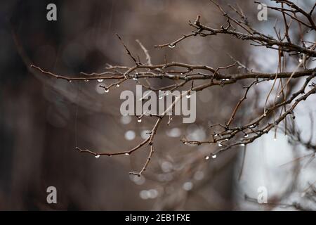 (Mise au point sélective) vue imprenable de quelques gouttes d'eau tombant de quelques branches de pin pendant un jour pluvieux. Banque D'Images