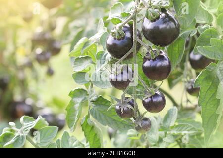 Indigo Rose tomate noire vigne mûre dans le jardin Banque D'Images