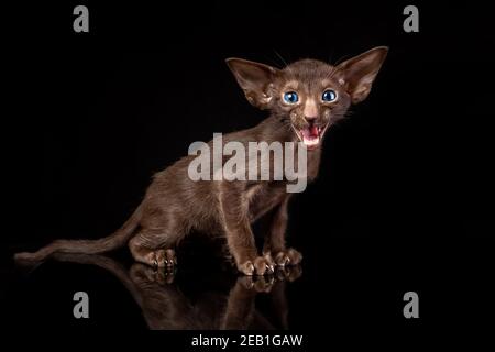 Petit chaton de race orientale de chat brun chocolat massif la couleur avec les yeux bleus est assise sur fond noir et meaven Banque D'Images