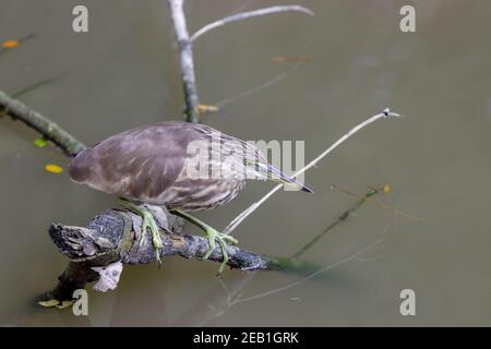 Indian Pond heron Banque D'Images