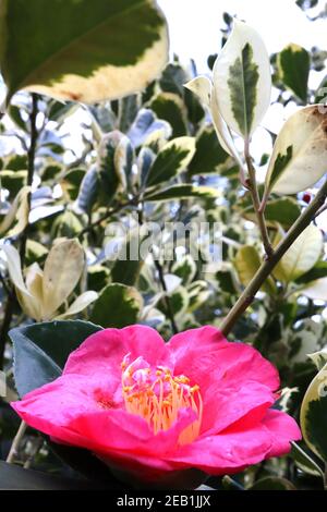 Camellia japonica «Doctor King» Doctor King Camellia – rouge pourpre semi double fleur avec étamines saillantes, février, Angleterre, Royaume-Uni Banque D'Images