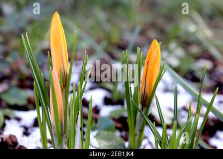 Crocus chrysanthus «Golden» Crocus doré – fleurs jaunes en herbe avec des stries marron foncé, février, Angleterre, Royaume-Uni Banque D'Images