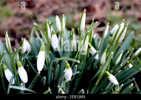 Galanthus elwesii Giant Snowdrop – pendante en forme de clochette de fleurs blanches, février, Angleterre, Royaume-Uni Banque D'Images