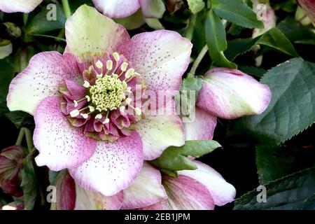 Helleborus x hybridus ‘Cherry Blossom’ (série Winter Jewels) hellebore Cherry Blossom – fleur rose profonde avec volant intérieur violet, février, Angleterre Banque D'Images