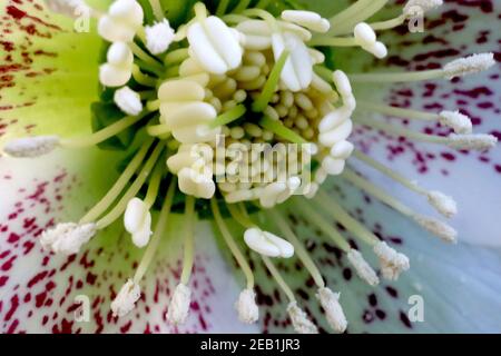 Helleborus x hybridus ‘Single White Spotted’ Hellebore blanc unique à pois – fleurs blanches avec freckles pourpres, février, Angleterre, Royaume-Uni Banque D'Images