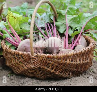 Betteraves fraîches récoltées dans le panier, betteraves biologiques avec des feuilles poussant sur le lit Banque D'Images