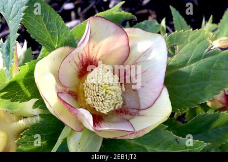 Helleborus x hybridus ‘Harvington Single Picotee’ hellebore unique Picotee – fleurs jaune pâle avec marges et nervures violettes, février, Angleterre, Royaume-Uni Banque D'Images