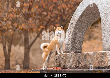 Chien au gingembre mignon de race shiba inu debout en contact commandez sur une lanterne japonaise en pierre dans un jardin traditionnel à l'automne Banque D'Images