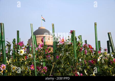 New Delhi, Inde. 11 février 2021. Les fleurs sont en pleine floraison aux jardins de Mughal à New Delhi, en Inde, le 11 février 2021. Mughal Gardens rouvrira ses portes au public à partir du 13 février. Credit: Partha Sarkar/Xinhua/Alamy Live News Banque D'Images