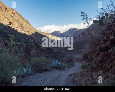 Paysage à Barranco de Guayabee sentier de randonnée ravine avec végétation verte. Gran Canaria, île des Canaries, Espagne. Jour ensoleillé, ciel bleu, nuages blancs Banque D'Images