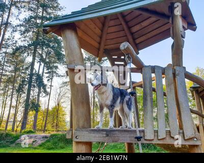 blue merle border collie chien dans la forêt de cannock chase aire de jeux west midlands Staffordshire angleterre Royaume-Uni Banque D'Images