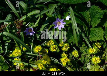 Anemone nemorosa Robinsoniana,bois anemone Robinsoniana,fleurs bleues,chrysosplenium davidanum,printemps,printemps dans le jardin,fleurs, fleurs, fleurs, germe, Banque D'Images