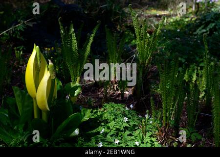 Lysichiton americanus, mouillée, boggy, bois, boisé, ombragé, espèces envahissantes, RM Floral Banque D'Images