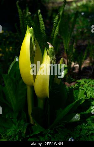 Lysichiton americanus, mouillée, boggy, bois, boisé, ombragé, espèces envahissantes, RM Floral Banque D'Images